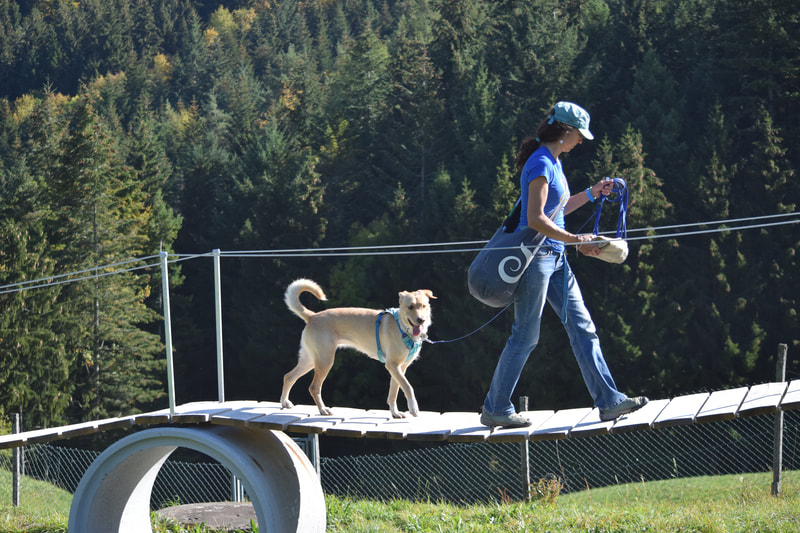 Auf dem Hundeplatz zeigt der Mensch Vorbildverhalten - der Mensch geht zuerst über die Hängebrücke, der Hund folgt vertrauensvoll aufgrund der Orientierung am Menschen