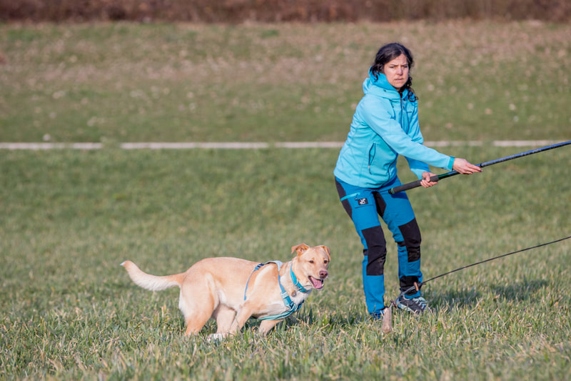 Hund jagt an einem Futterbeutel an der Hetzangel nach - dies ist eine artgerechte Beschäftigung