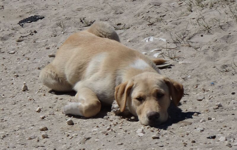Hundewelpe am Strand von Sizilien