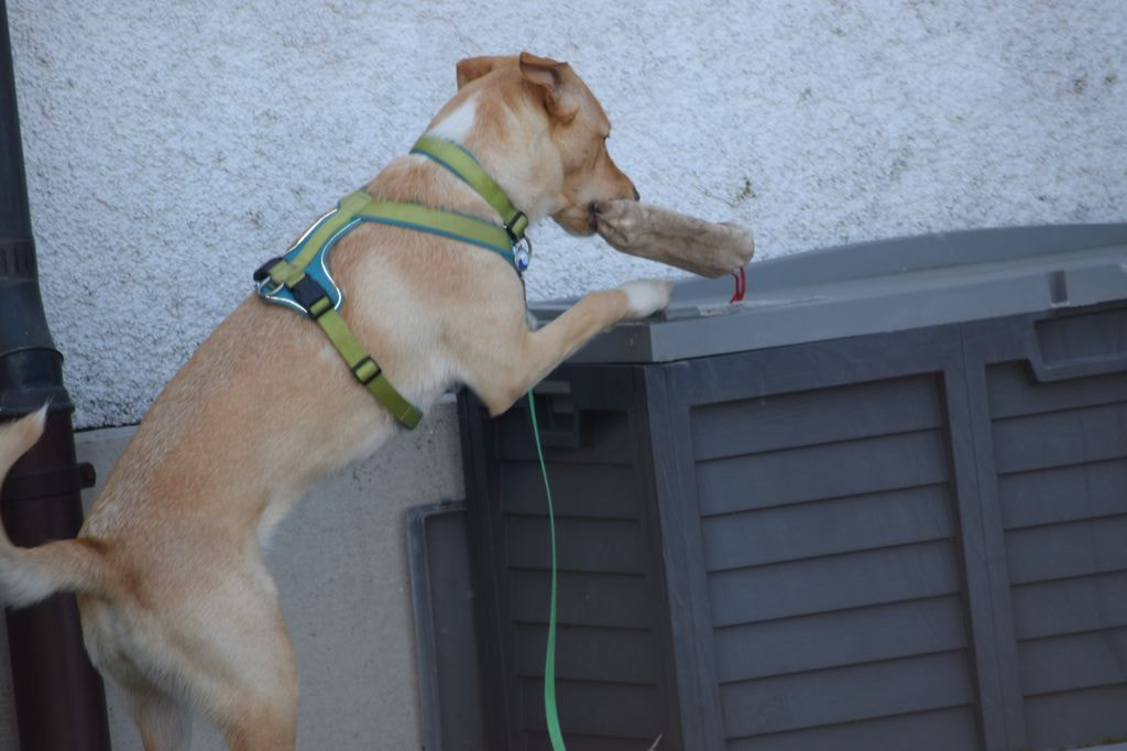 Hund findet Futterbeutel auf der Box - während dem Gruppentraining in der Hundeschule