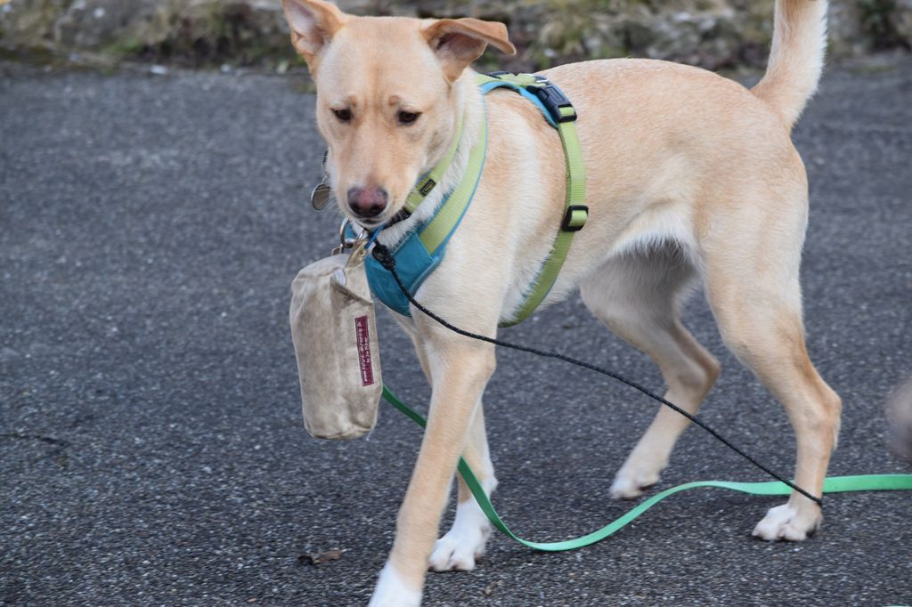 Im Gruppenkurs der Hundeschule Team Hundeblick - Hund trägt den Preydummy stolz im Maul