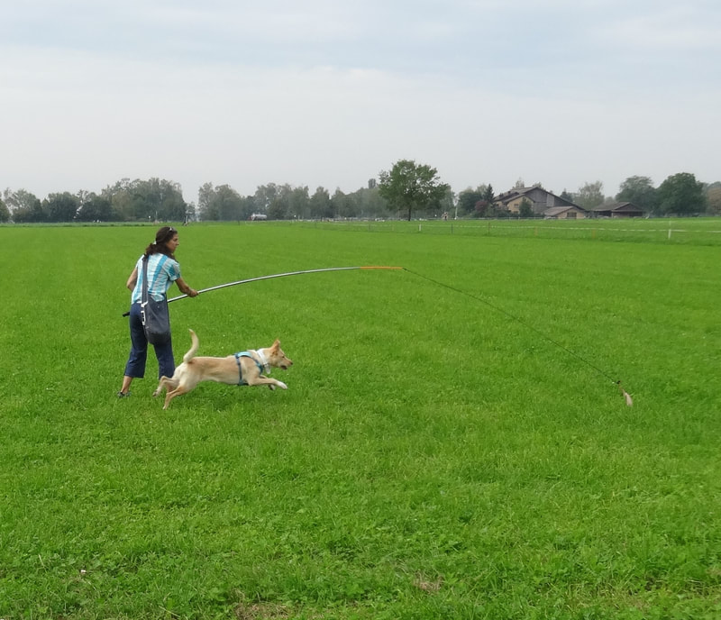 Mensch imitiert mit der Hetzangel eine Hetzjagd - vom Hund gehetzt wird ein kleiner Futterbeutel - auf der Wiese der Hundeschule