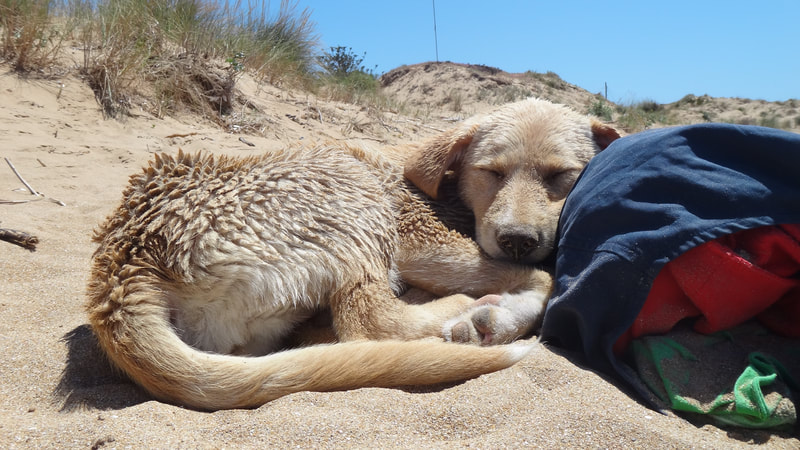 Hundewelpe schläft beim neu gefundenen Mesnchen am Strand