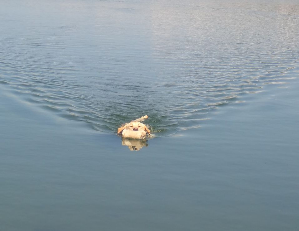 Hund apportiert einen Futterbeutel aus dem See - er trägt in schwimmend und bringt in zum Menschen in Sicherheit