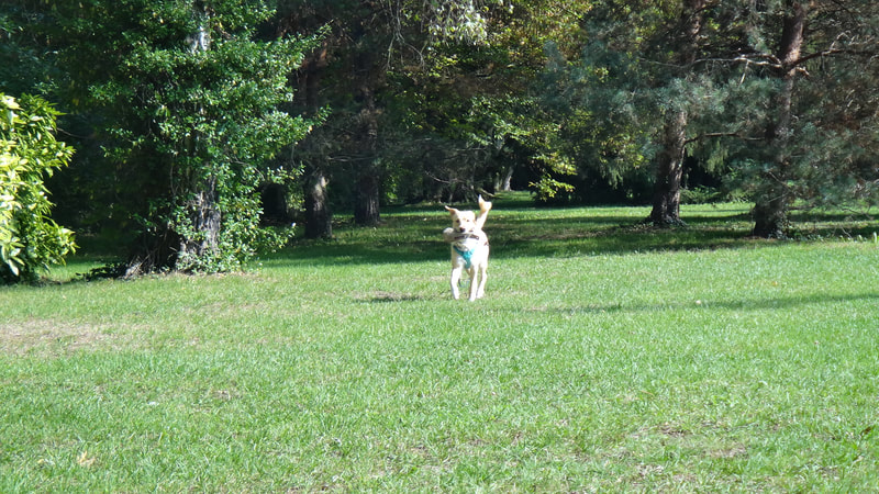 Hundeschule Zürich - Hund apportiert stolz einen Preydummy in einem Park in Zürich