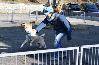 Im Hundekurs wird der Hund mit Spannung auf den Preydummy geschickt - eine sinnvolle Beschäftigung