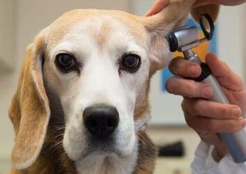 Einem Beagle wird beim Tierarzt mit einem Otoskop das Ohr kontrolliert