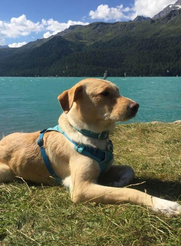 Hund der am Ufer eines Sees liegt - Hundeschule Zürich