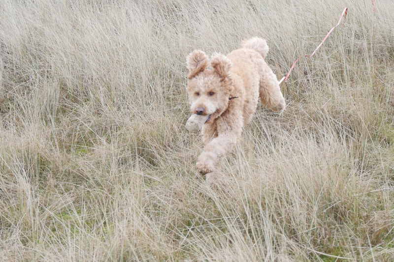 Hunde apportiert den Futterbeutel nach dem Markieren in den Grasdünen von Ameland