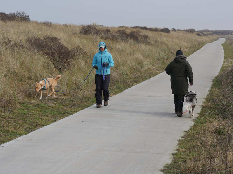 Hundebegegnung an der Leine - zwei Mensch-Hund-Teams kreuzen sich. Die Hunde laufen vertrauensvoll mit ihrem Besitzer mit - Alltagstraining in der Hundeschule